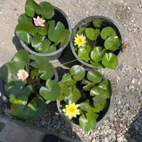 خدمات اجرای فضای سبز محوطه سازی قیمت منصفانه|خدمات باغبانی و درختکاری|رشت, دیلمان|دیوار