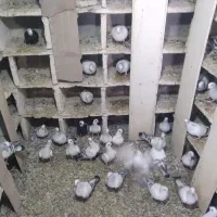 کبوتر|پرنده|ملکان, |دیوار