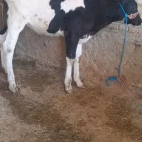 فروش گوساله سمینتال عوض بزعاله کوچیک دارم