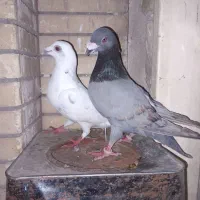 کفتر سبز المانی جفتی و جوجه المانی