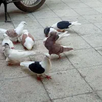 کبوتر