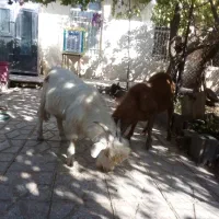 خروس سیاه قیمت ۳۵۰ بزغاله نر چاق کیلو ۶۰۰تومان|حیوانات مزرعه|خمین, |دیوار