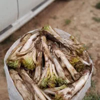 کنگر فروش