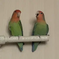 یک جفت کوتوله برزیلی بانمک