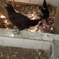 مرغ سلطان ونیمچه مرغ|حیوانات مزرعه|آبدان, |دیوار