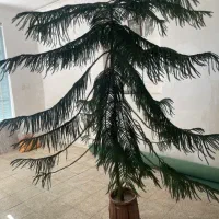 گل مطبق|گل و گیاه طبیعی|کیار, |دیوار