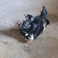 مرغ و جوجه های فول کیفیت گلین|حیوانات مزرعه|سمنان, |دیوار