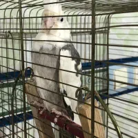 عروس هلندی نژاد وایت فیس|پرنده|گتوند, |دیوار