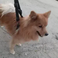 سگ ماده|سگ|تهران, بوستان سرخه حصار|دیوار