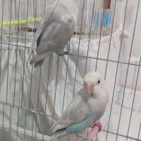 طوطک برزیلی(فیشر)