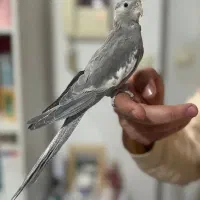 عروس هلندی وایت فیس کاملا رام دستی سالم و سلامت