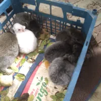 بچه خرگوش ناز وکوچولو|موش و خرگوش|بیرجند, |دیوار