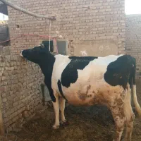 گاوه شیری|حیوانات مزرعه|قم, بلوار امین و ساحلی|دیوار