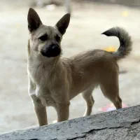 سگ مینیاتور پینچر|سگ|کنگاور, |دیوار