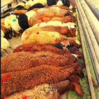 گوسفند با باسکول دقیق، سلامت کامل، قیمت واقعی