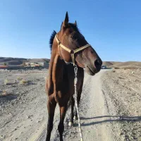 نریان دوخون کلاس 1|اسب و تجهیزات اسبسواری|زاهدان, |دیوار