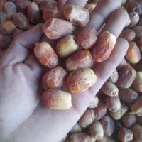 خرمای زاهدی (قصب)|عمدهفروشی|افزر, |دیوار