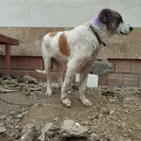 واگذاری توله سگ الابای ترکمن