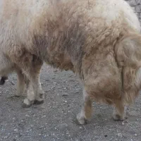 قوچ|حیوانات مزرعه|اسلام‌‌آباد غرب, |دیوار