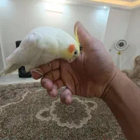 عروس صحبتی