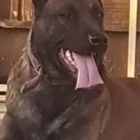 سگ مالینیوز حرفه ای|سگ|قائمشهر, |دیوار