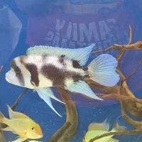 ماهی فرانتوزا بلک ویدو و تانگانیکا