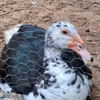 اردک اسرائیلی نر