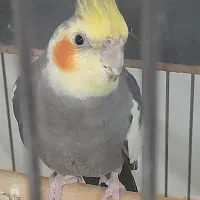 عروس هلندی سخنگو