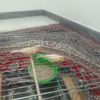 یک جفت قناری مولد|پرنده|شیروان (لرستان), |دیوار