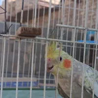 عروس هلندی لاکی