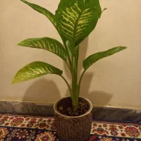 کراسولاخرفه ای