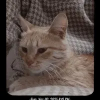 گربه بازیگوش رایگان