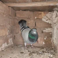 کفتر کبوتر سبز و پولکی