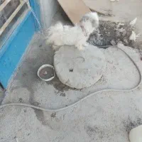 سگ پاپی شیتزو