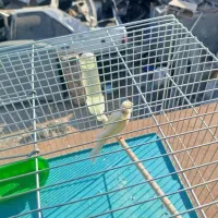 قناری ماده زرد و سفید|پرنده|قزوین, |دیوار