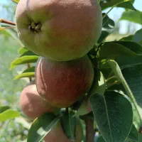 هرس درختان|خدمات باغبانی و درختکاری|چهاربرج, |دیوار