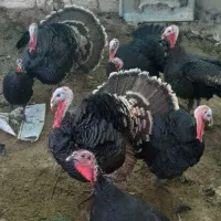 بوقلمون نر درشت نژاد برنز امریکایی