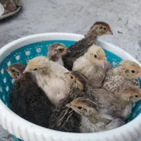 جوجه بلدرچین.جوجه محلی.بلدرچین کالیفرنیا.مینیاطوری