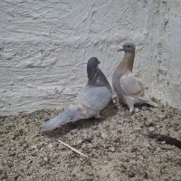 کبوتر|پرنده|شبانکاره, |دیوار