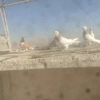 فروش کفتر|پرنده|شیراز, شهرک ترکان|دیوار