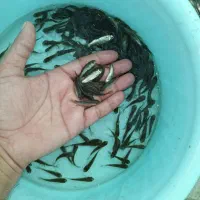 ماهی|ماهی|رشت, شهرک الغدیر|دیوار