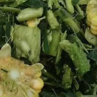 ذرت علوفه ای