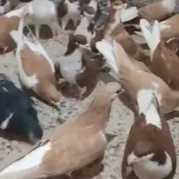 مجموعه 60 کبوتر طوقی و خوشرنگ جوان|پرنده|فولادشهر, زاینده رود|دیوار
