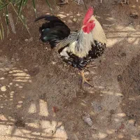 خروس در حمیدیه