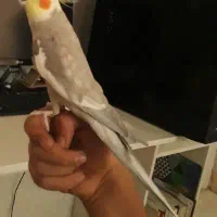 عروس هلندی نر