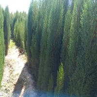 نهال سروناز شیراز|خدمات باغبانی و درختکاری|تهران, آرژانتین|دیوار