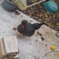 مرغ محلی تخمگذاروزینتی