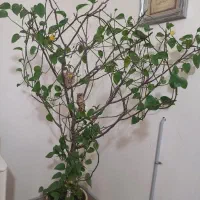 گل طبیعی پیچکی|گل و گیاه طبیعی|شریف‌آباد, |دیوار