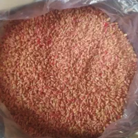 گندم پیش گام