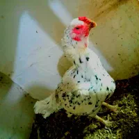 مرغ لاری۲ساله تخم گذر نژاد دار